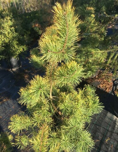 Borovice lesní Aurea 90/120 cm, v květináči Pinus sylvestris Aurea